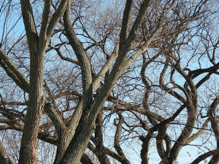 DSCN3200.gif - Tangle of winter trees
